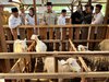 Berdayakan Mustahik, Baznas Luncurkan Program Balai Ternak Kambing di Mojokerto