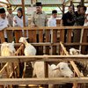 Berdayakan Mustahik, Baznas Luncurkan Program Balai Ternak Kambing di Mojokerto