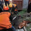 Tali Pengikat Lepas, Sapi di Mojokerto Tercemplung di Septic Tank