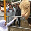 Khofifah Cek Kesehatan Hewan Kurban, Salah Satunya Sapi Kurban Presiden Prabowo