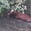 Sapi Kurban Kabur, Tabrak Rumah hingga Terjun ke Sungai
