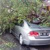 Angin Kencang, Puluhan Pohon Tumbang Timpa Mobil dan Tenda Pernikahan di Mojokerto