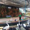 Keceriaan Anak-anak Bersama Animal Edutainment di KBS
