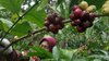 Penjualan Menurun, Petani Kopi Petik Merah di Banyuwangi Simpan Hasil Panen