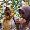 Serunya Petik Melon Premium di Tempuran Mojokerto