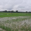 83 Hektare Lahan Padi di Ponorogo Terendam Air Banjir Terancam Puso 