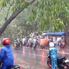 Pohon Trembesi Tumbang, Akses Jalan Masuk ke Kota Mojokerto Ditutup