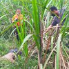 Dilaporkan Menghilang, Kakek di Mojokerto Ditemukan Meninggal di Kebun Tebu