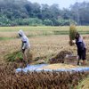 Harga GKP Lahan Banjir Bojonegoro Capai Rp5.200 per Kg