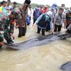 Puluhan Paus Terdampar di Perairan Madura