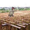 Tujuh Kelompok Tani Tembakau Dibantu Alat Jemur Tembakau