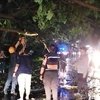 Probolinggo Diterjang Angin Kencang, Banyak Pohon Tumbang di Jalur Pantura