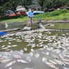 Gas Belerang Meledak, Ribuan Ikan di Telaga Ngebel Mati