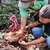 Dua Bunga Bangkai Tumbuh Liar di Ponorogo
