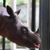 Badak Kalimantan Tinggal Dua, Program IVF Jadi Harapan Terakhir