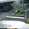 Terekam CCTV, Dua Maling Gondol Sapi Limosin Milik Warga Probolinggo