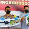 Tebang Kayu di Hutan Lindung, Dua Petani Probolinggo Diamankan