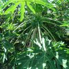 Ini Manfaat Daun Pepaya untuk Kesehatan Tubuh