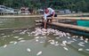 Bercampur Belerang, Ribuan Ikan Telaga Ngebel Mati Mendadak 