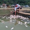Bercampur Belerang, Ribuan Ikan Telaga Ngebel Mati Mendadak 