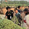 Pameran Bonsai Grumbul 2025, Geliat Ekonomi Kreatif di Cerme Kidul