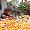 Produksi Jagung di Pamekasan Terganggu Tingginya Curah Hujan