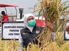 Panen Padi KIP, Khofifah Ingin Semakin Banyak Petani Tanam Bibit Unggul