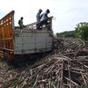 Tumbuhkan Minat Tanam Tebu, Petani akan Dibantu Benih dan Pupuk
