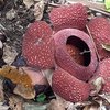 Dianggap Berkhasiat, Bunga Rafflesia di Banyuwangi Beberapa Kali Dijual