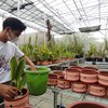 Masih SMA, Sukses Budidaya Anggrek dengan Omzet Puluhan Juta