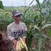 Petani Mojokerto Jaga Tanaman Jagung dari Serangan Ratusan Ekor Monyet