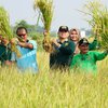 Bibit Padi Masa Depan, Bupati Situbondo Panen Bibit Padi BK 01 dan 02 Agritan