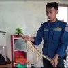 Usai Berlebaran, Keluaga Ini “Disambut” Biawak di Atap Kamar