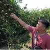 Sensasi Petik dan Makan Jeruk di Kebun Jeruk Tangunan Mojokerto