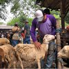 Menjelang Idul Adha, Jasa Salon Kambing di Pasar Hewan Mojokerto Laris