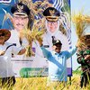 Ikut Panen Padi BK 01 dan BK 02 Agritan, Pj Gubernur Jatim Puji Bupati Situbondo