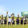 Panen Raya di Banyuwangi, Bulog Genjot Produksi Padi lewat Mitra Tani
