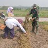 Belajar dari Petani Kangkung Benih, Personel TMMD Kodim Jombang: Ilmu Berharga
