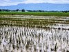 Sawah Terancam Gagal Panen Akibat Banjir, Ini Antisipasi Pemkab Ponorogo