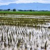 Sawah Terancam Gagal Panen Akibat Banjir, Ini Antisipasi Pemkab Ponorogo