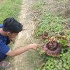 Heboh Puluhan Bunga Bangkai di Mojokerto, Tak Termasuk Jenis yang Dilindungi