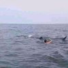 Kawanan Hiu Tutul Mulai Muncul ke Permukaan Laut Pantai Bentar Probolinggo