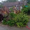 Puting Beliung di Probolinggo, Sejumlah Rumah Rusak dan Pohon Tumbang