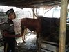 Pencurian Sapi Kembali Terjadi di Probolinggo