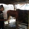 Pencurian Sapi Kembali Terjadi di Probolinggo