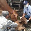 Geger Anakan Sapi di Probolinggo Terlahir Berkepala Dua