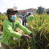 Budidaya Padi di Balai Kota Surabaya Jadi Contoh <em>Urban</em> <em>Farming</em>