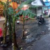 Jalan Rusak di Probolinggo Ditanami Pohon Pisang
