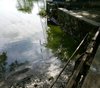 Ikan Mati di Waduk SIER, DLH Surabaya dan PT SIER Uji Lab Sampel Air