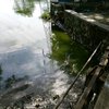Ikan Mati di Waduk SIER, DLH Surabaya dan PT SIER Uji Lab Sampel Air